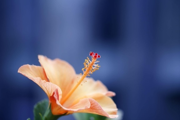 Hibiscus, stamper, natuur, blad, bloem, Petal, stuifmeel, plant, indoor