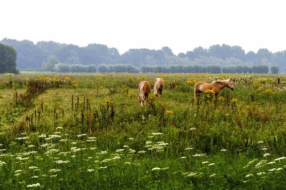 馬、自然、草、フィールド、風景、草原、農業、夏
