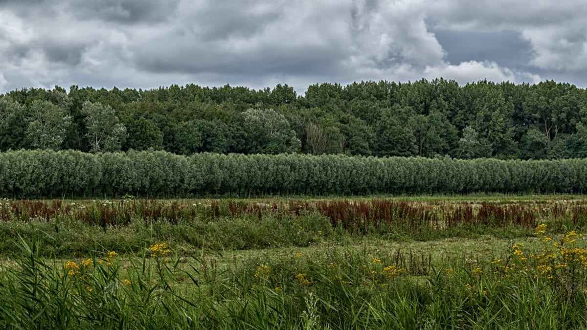 tree, landscape, field, nature, sky, agriculture, forest, grass
