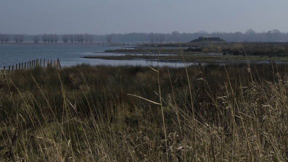 marsh, river, water, reflection, landscape, lake, reed, herb
