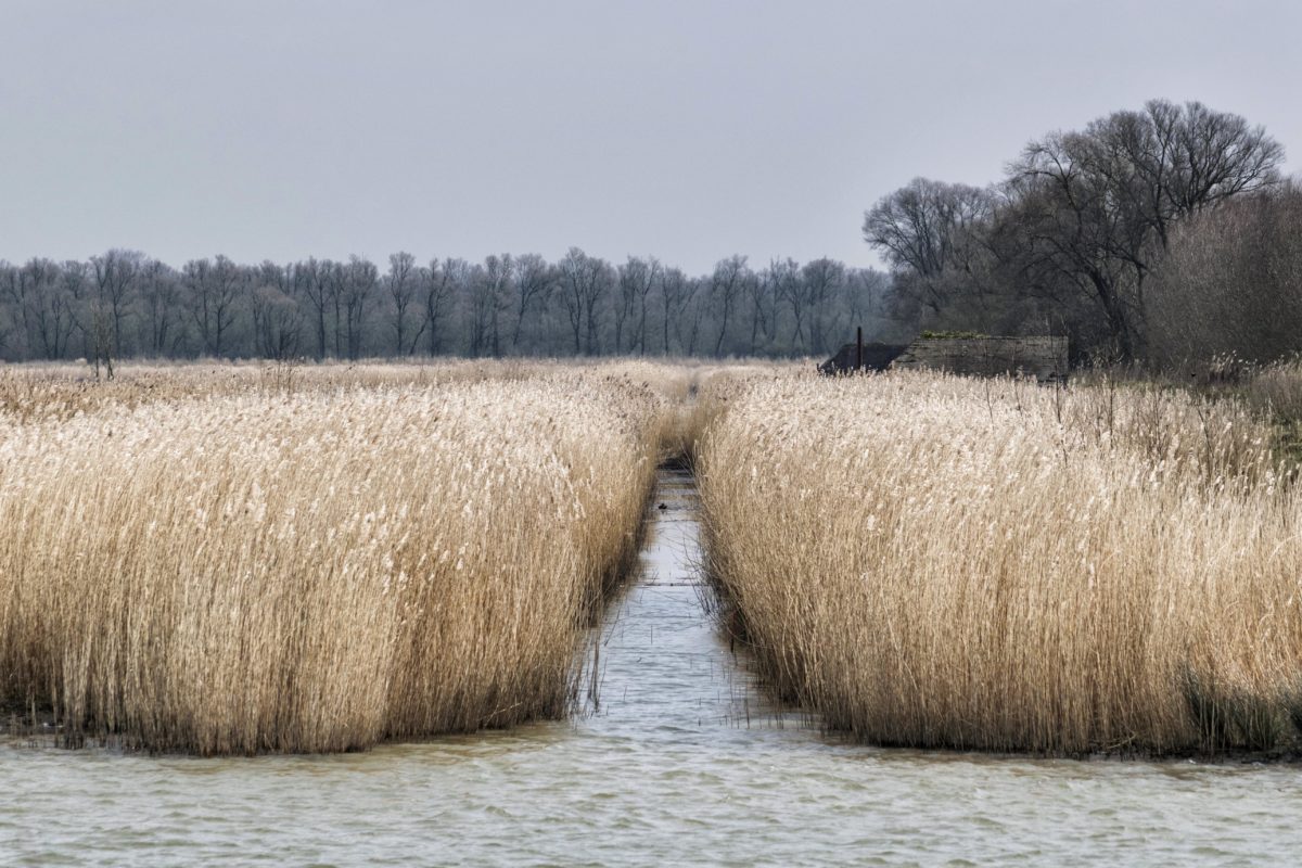landscape, nature, swamp, field, agriculture, straw, countryside