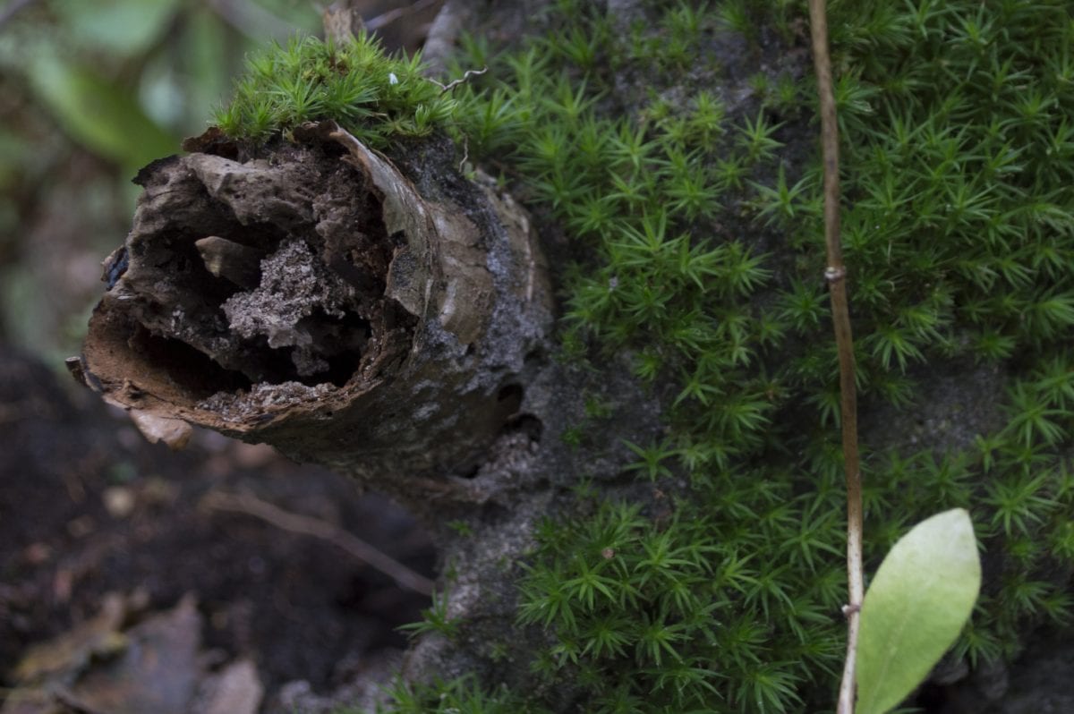 Gren Moss, feuillage, écologie, mousse, lichen, environnement, bois, nature, feuille, arbre, extérieur, herbe