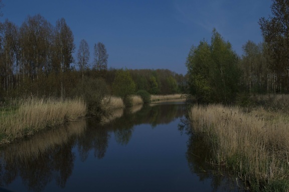tree, reflection, swamp, river, nature, landscape, lake, water, wood