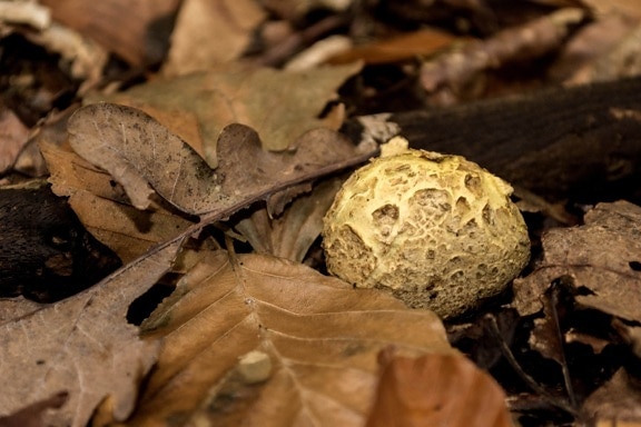 nature, wood, ground, brown mushroom, autumn