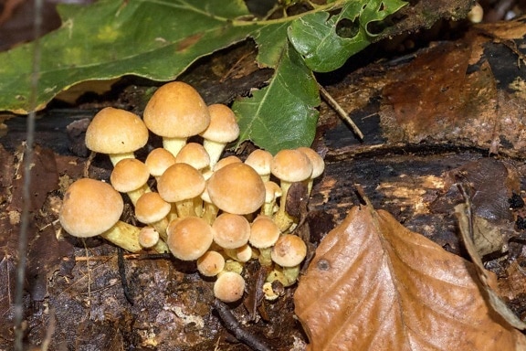 fungus, wood, nature, dry leaf, mushroom, brown