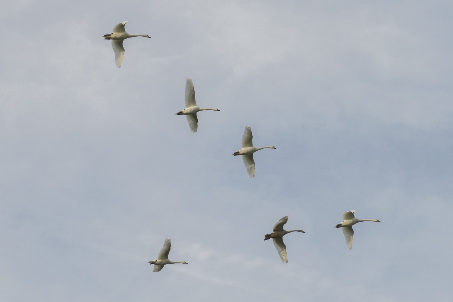 cloud. outdoor. wildlife. overflight. fauna. flock. beak. <b>bird</b>. avian. flig...