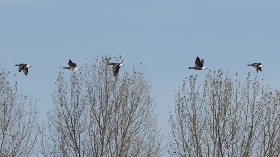 Канадски гъска, синьо небе, птица, дива природа, зима, щъркел, дърво, на открито, на животните