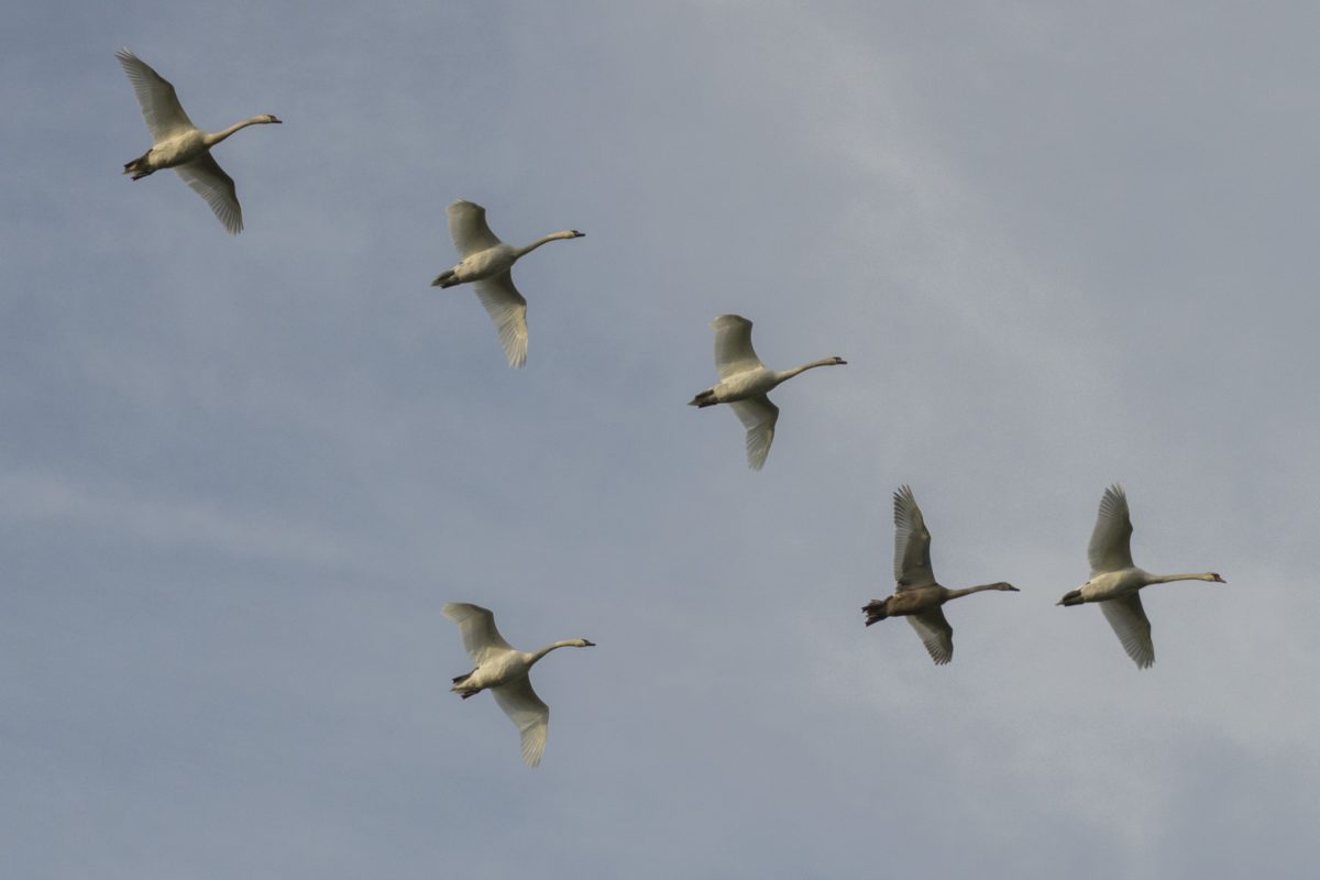 waterfowl, wildlife, white swan, bird flock, bird, sky, flight, air