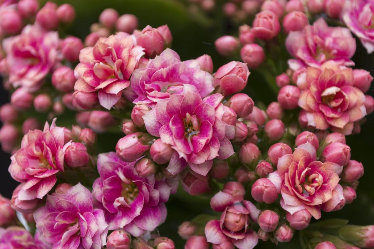 розово цвете, венчелистче, растителност, Градина, природа, лято, листа