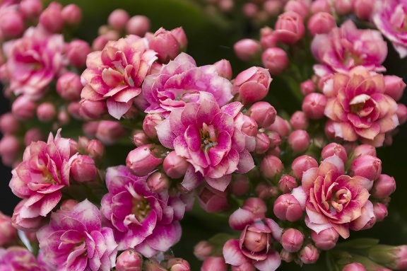розово цвете, венчелистче, растителност, Градина, природа, лято, листа
