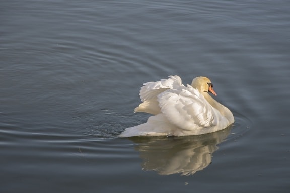 white swan, lake, water, waterfowl, reflection, animal, zoology, bird