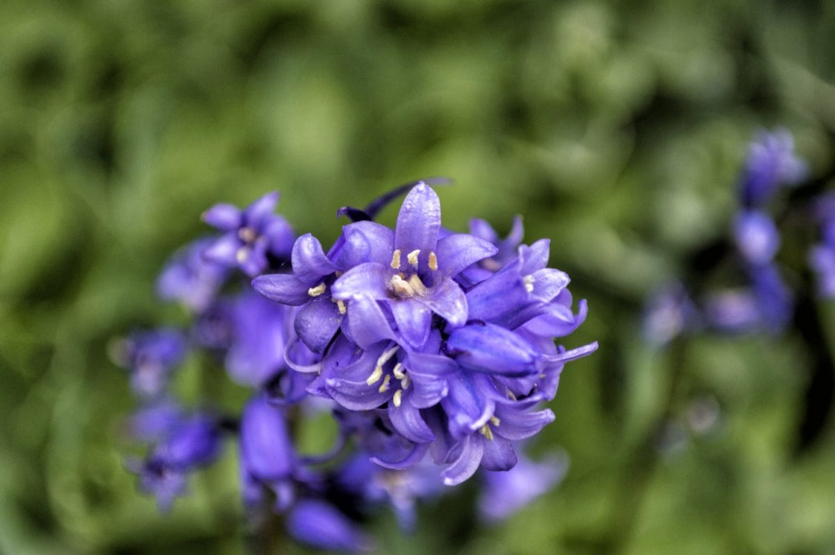 Purple Flower, luonto, Puutarha, kesä, kasvi, Bloom, Blossom