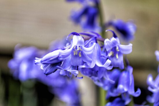 petal, purple flower, garden, nature, hyacinth, plant