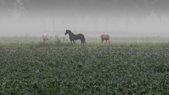 field, agriculture, grass, horse, ranch, outdoor, sky, fog, animal