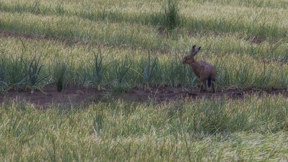 cỏ, động vật hoang dã, Hare, hoang dã, thỏ, ngoài trời, động vật