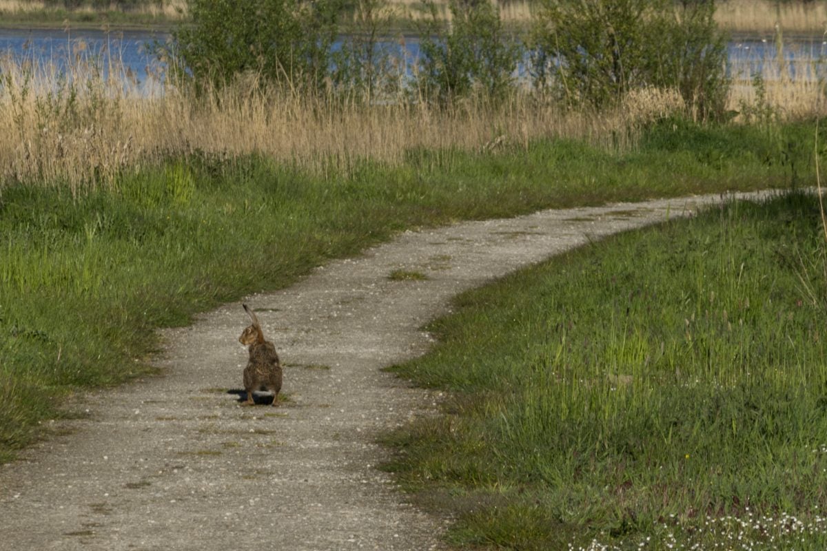 nature, water, landscape, grass, cat, road, outdoor