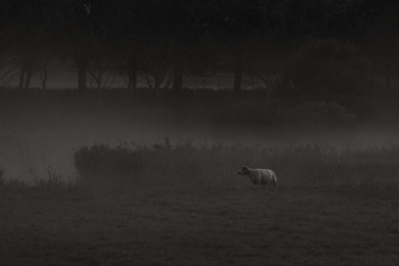 landscape, fog, cow, darkness, wildlife, wild, outdoor, grass, field