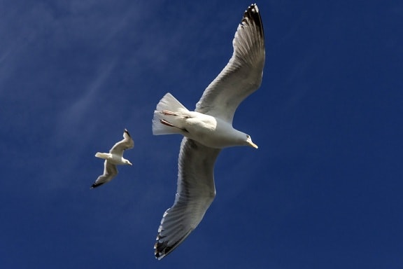 vilda djur, flyg, fågel, blå himmel, flyg, sjöfågel, Seagull, fjäder
