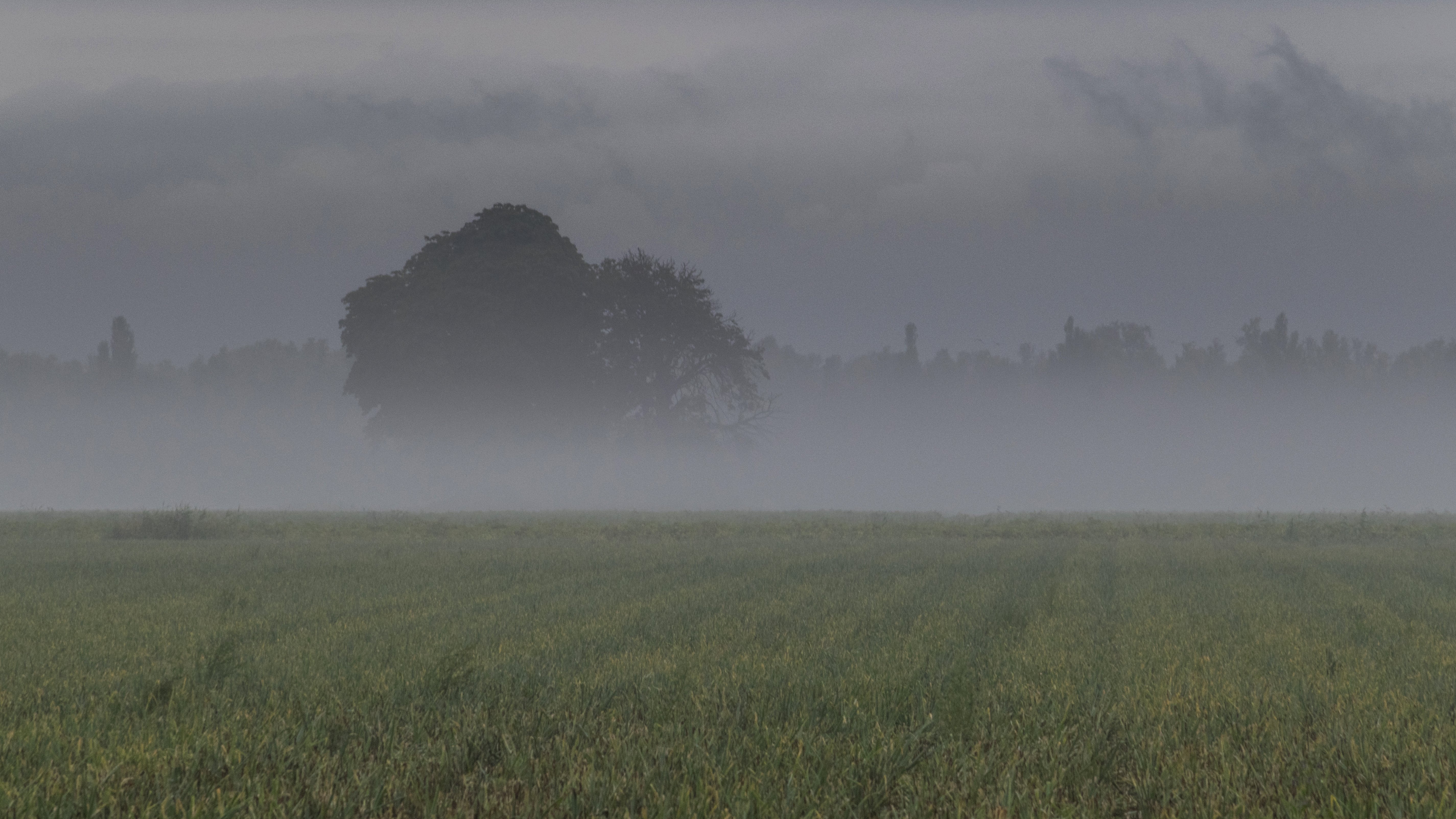 Дымка горизонта. Туман Камбоджа. Поле в тумане. Мрачное поле. Равнина в тумане.