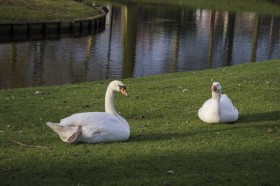 bird, goose, waterfowl, water, white swan, lake, reflection