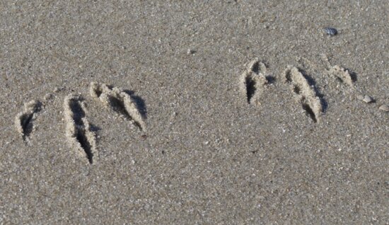 βήμα, αποτύπωμα, ακτή, άμμος, πόδι, παραλία, ακτή
