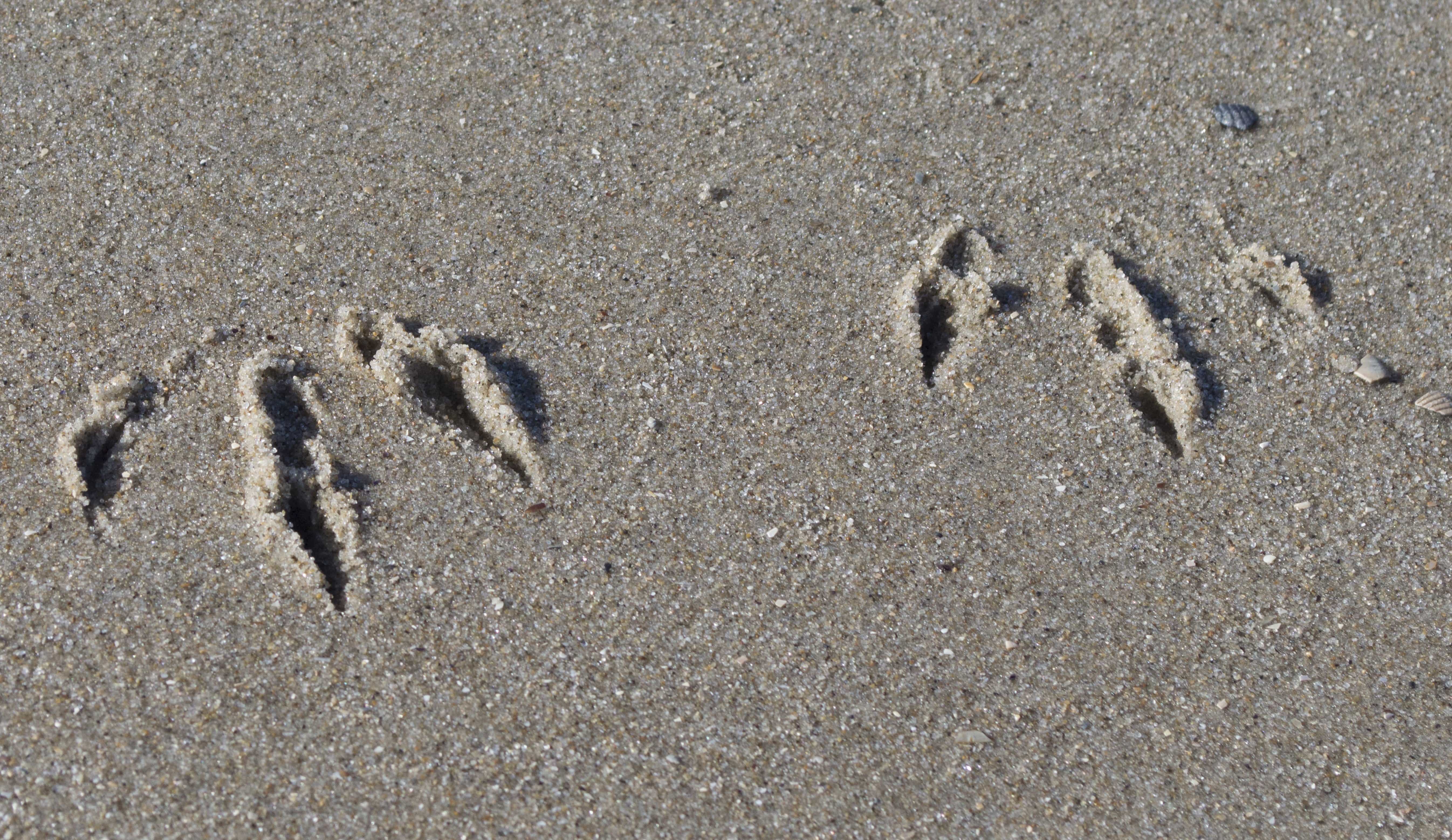 Текст следы на песке. Следы птиц на песке. Следы животных на песке. Следы страуса. Следы Цапли на песке.