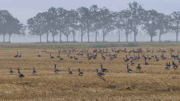 faune, troupeau d'oiseaux, agriculture, nature, champ, herbe, paysage, Prairie