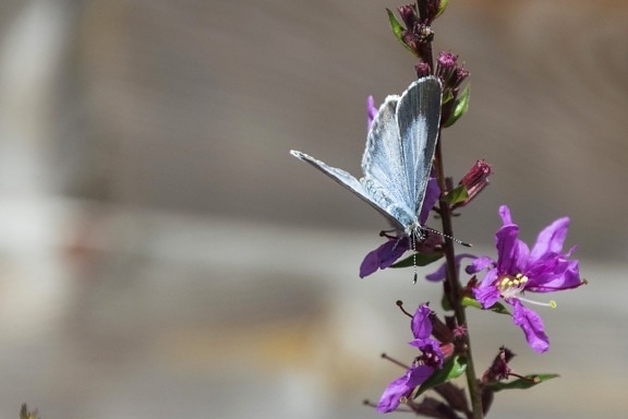 purple flower, leaf, blue butterfly, insect, summer, nature, herb, plant