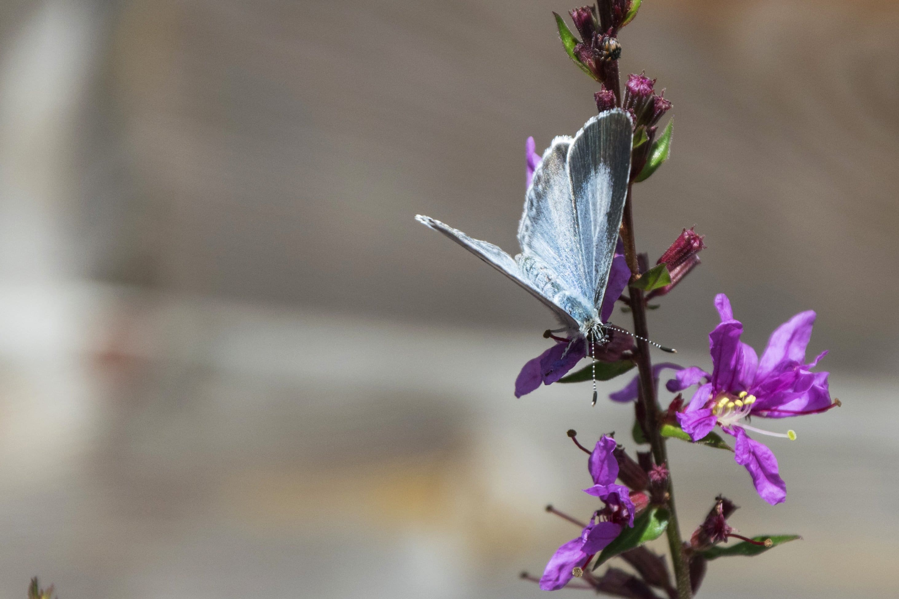 フリー写真画像 紫色の花 葉 青い蝶 昆虫 夏 自然 ハーブ 植物