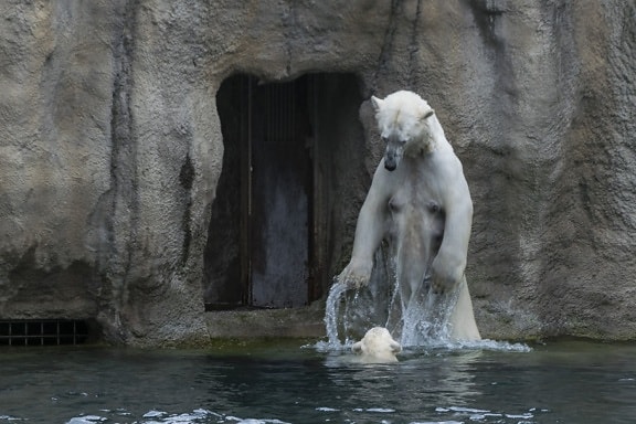 νερό, φύση, λευκή αρκούδα, σπήλαιο, Υπαίθριος, Ζωολογία, παμφάγο, ζώο