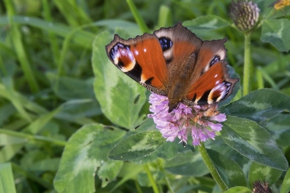 summer, butterfly, flower, nature, insect, peacock, plant