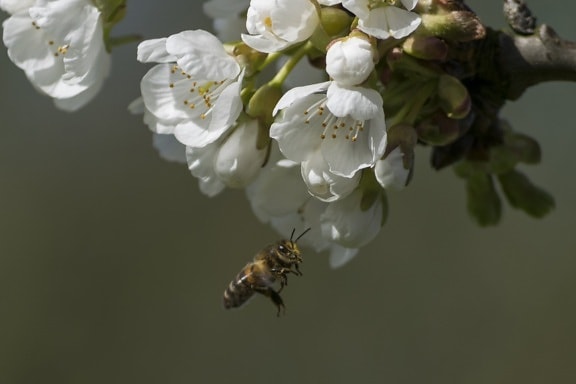 пчела, цветок, природа, яблоня, насекомое, насекомое, пыльца