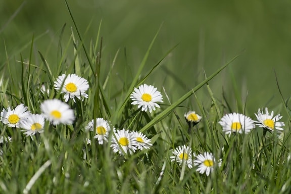 bunga Daisy, rumput, bidang, rumput, Taman, musim panas, alam, ramuan