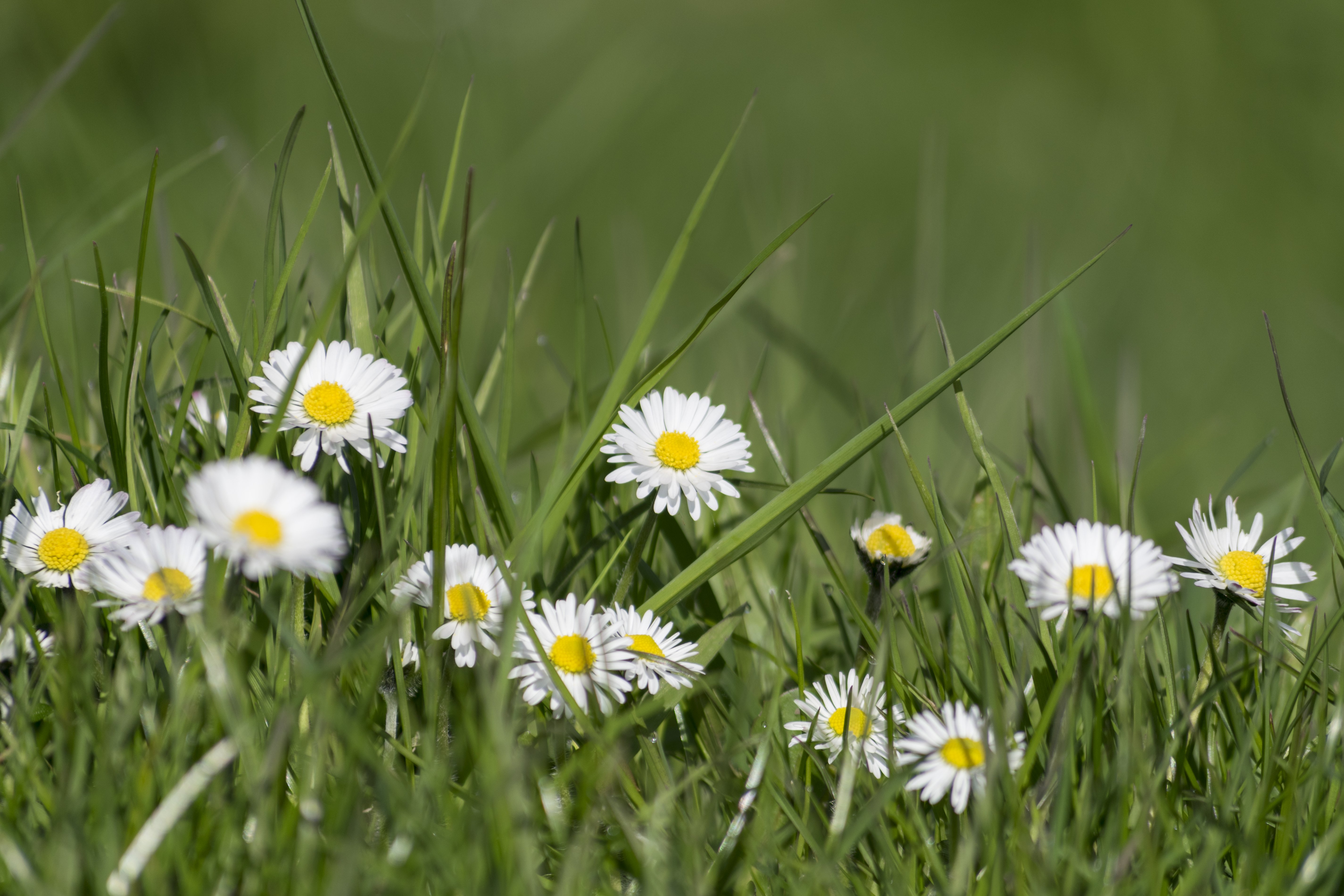 Image libre: fleur de Marguerite, pelouse, champ, herbe, jardin, été,  nature, herbe