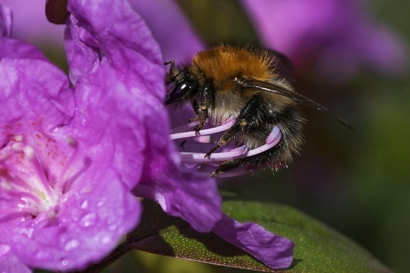pollen, blomma, sommar, natur, insekt, bi, leddjur, ryggradslösa djur
