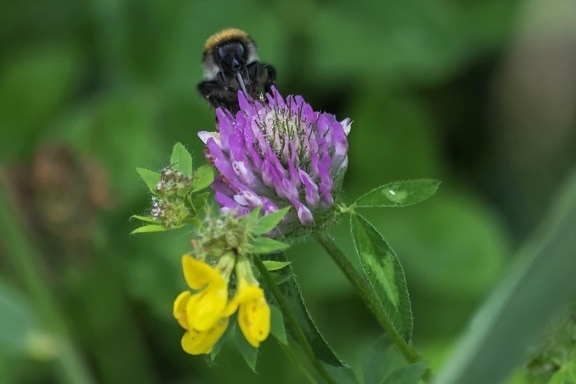 leaf, bumblebee, flower, insect, summer, nature, plant, blossom