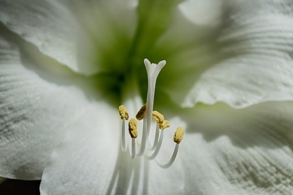 vit Lilja, blomma, kronblad, löv, trädgård, pistill, detalj, vacker, natur, vit