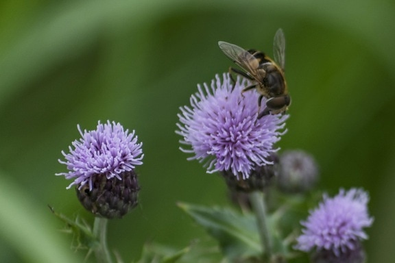 bee, insect, nature, herb, plant, purple flower, blossom, garden