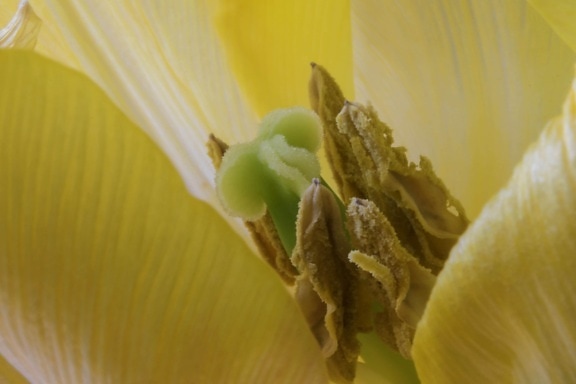 Pistilo, polen, néctar, detalle, naturaleza, flor blanca, planta