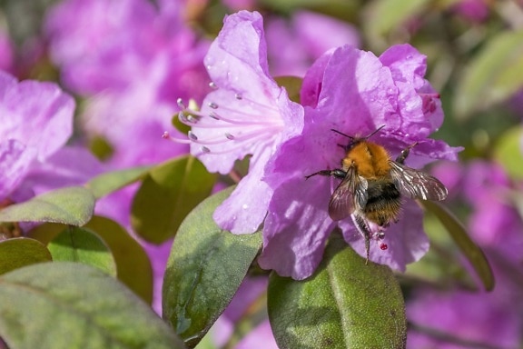Pollen, Garten, Natur, Blume, Blatt, Biene, Sommer, Insekt