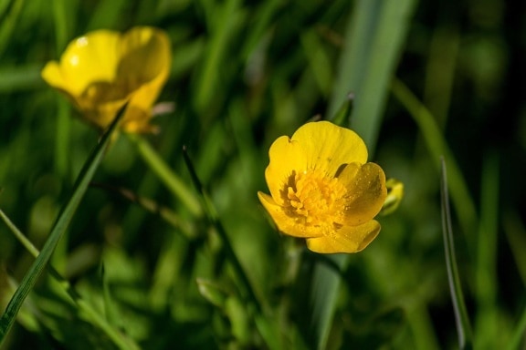 buttercup folwer, summer, nature, leaf, garden, field, flower, gree grass, ecology