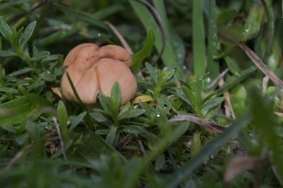 mushroom, ground, leaf, nature, green grass, outdoor