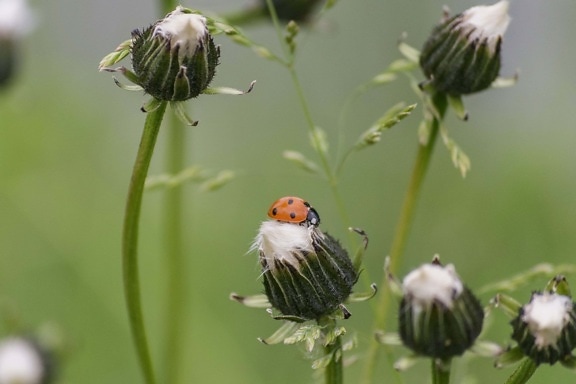 nature, flower, grass, insect, ladybug, beetle, plant, garden