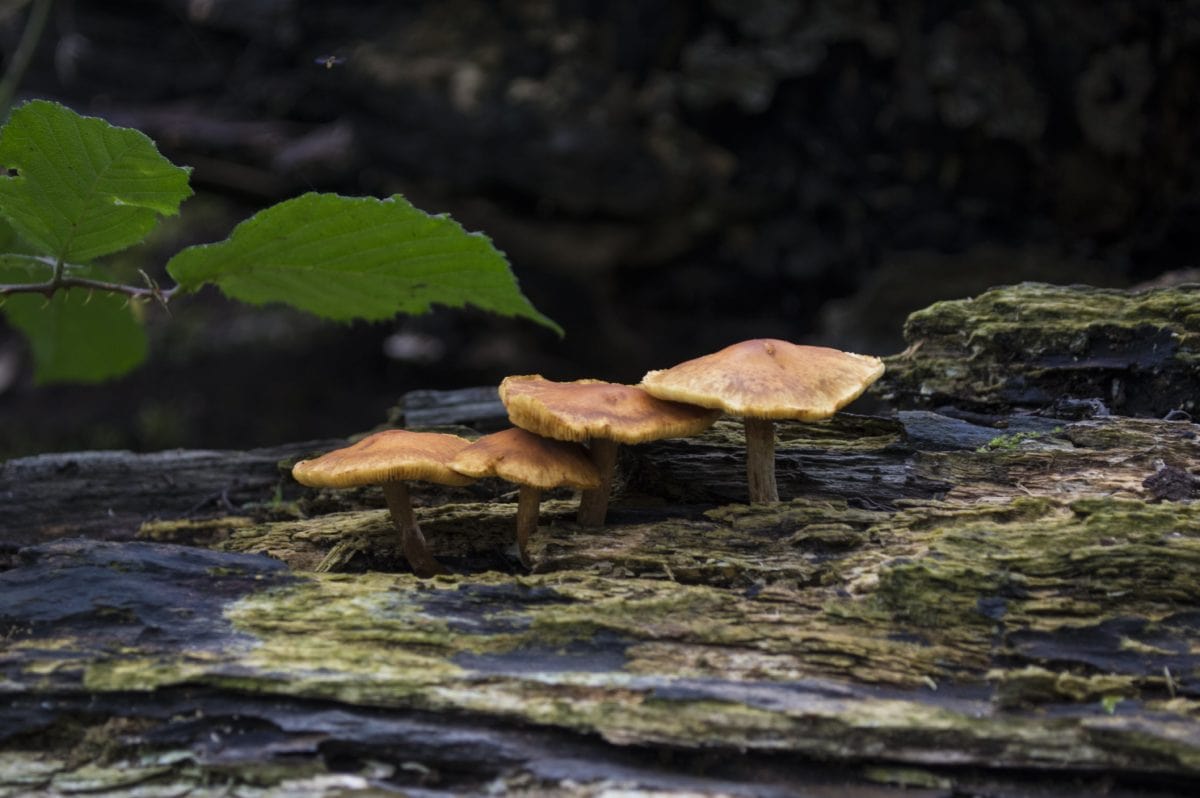 fungus, leaf, moss, nature, wood, shadow, brown mushroom