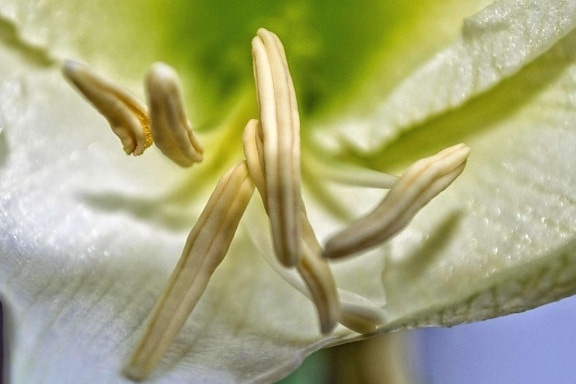list, Lily cvijet, priroda, biljka, pistil, pelud, nektar