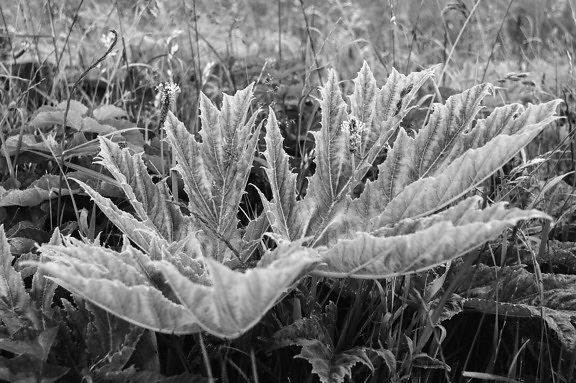leaf, nature, plant, agave, monochrome, grass, outdoor