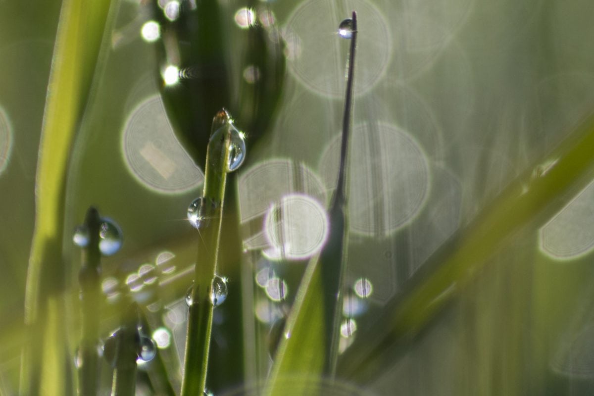 草, 雨, 湿, 水滴, 叶子, 自然, 露水, 花园, 湿