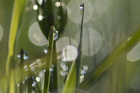 grass, rain, wet, droplet, leaf, nature, dew, garden, wet