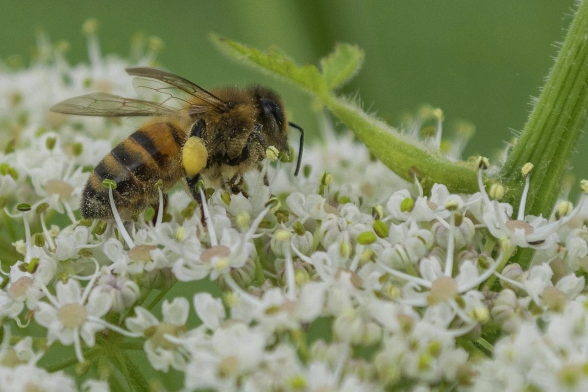 pollen, insekt, bi, nektar, blomma, pollinering, vild, natur