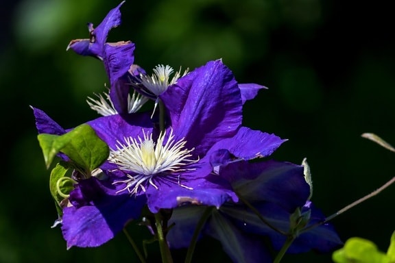 nature, garden, purple flower, leaf, summer, plant, herb, blossom